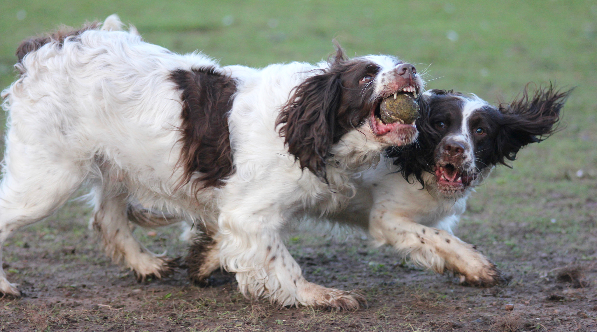 Canon EOS 550D (EOS Rebel T2i / EOS Kiss X4) + Sigma 105mm F2.8 EX DG Macro sample photo. Springer spaniel caught the ball before dauther photography
