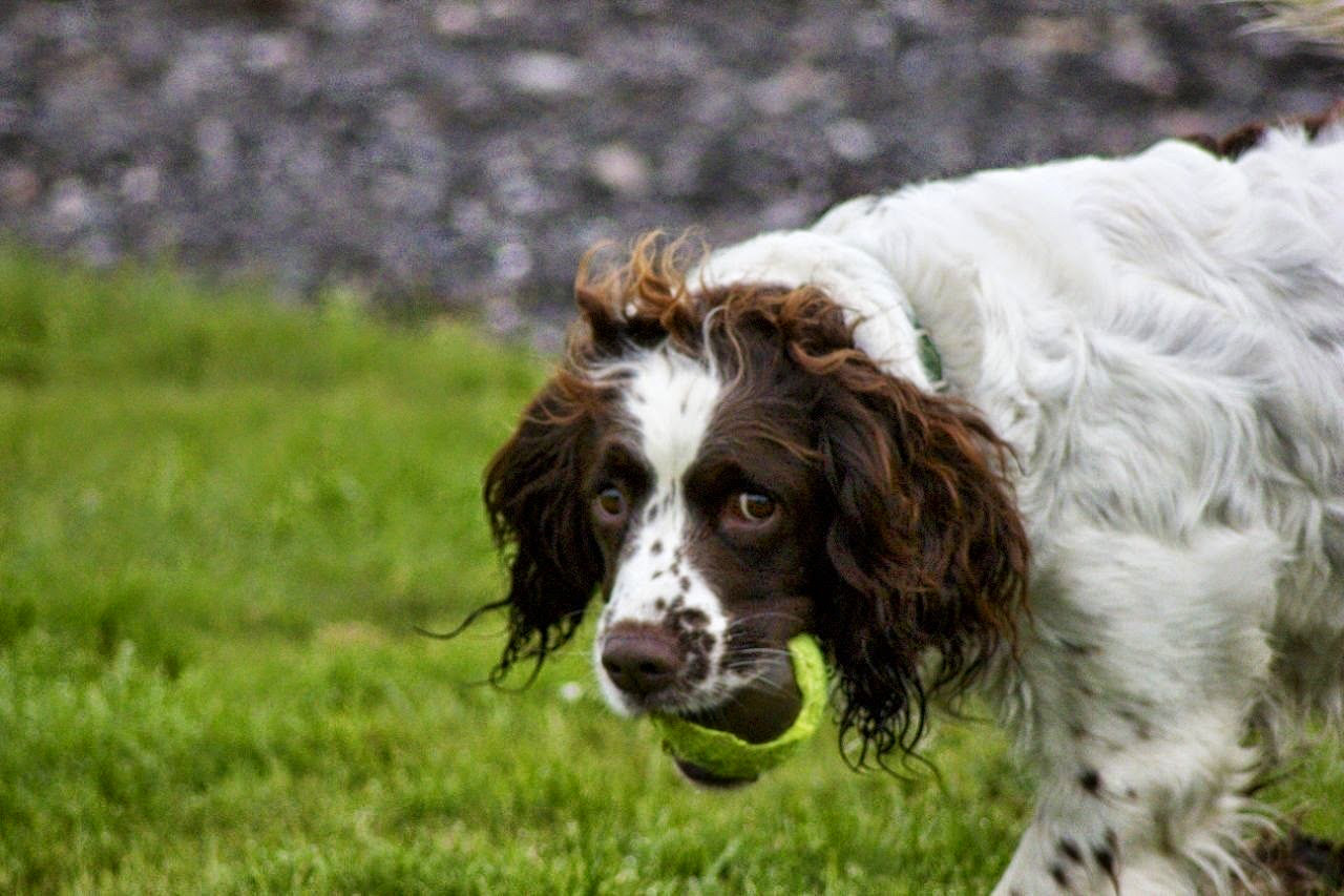 Canon EOS 550D (EOS Rebel T2i / EOS Kiss X4) + Tamron AF 70-300mm F4-5.6 Di LD Macro sample photo. Springer spaniel looking sneaky photography