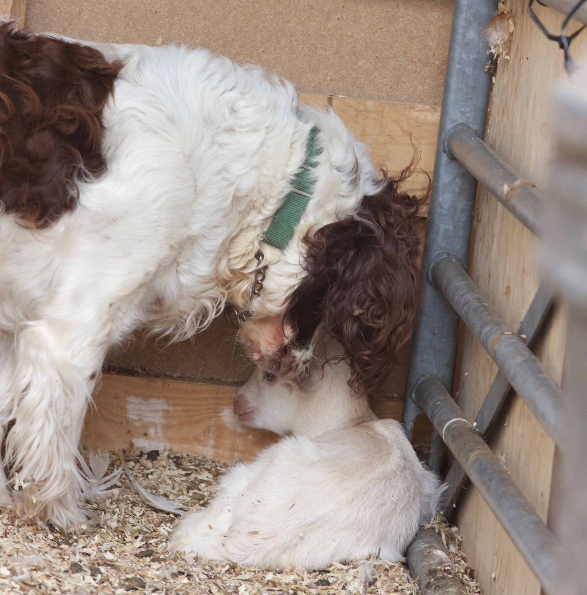 Canon EOS 550D (EOS Rebel T2i / EOS Kiss X4) + Sigma 105mm F2.8 EX DG Macro sample photo. Springer spaniel keeping an eye on the goat kid photography