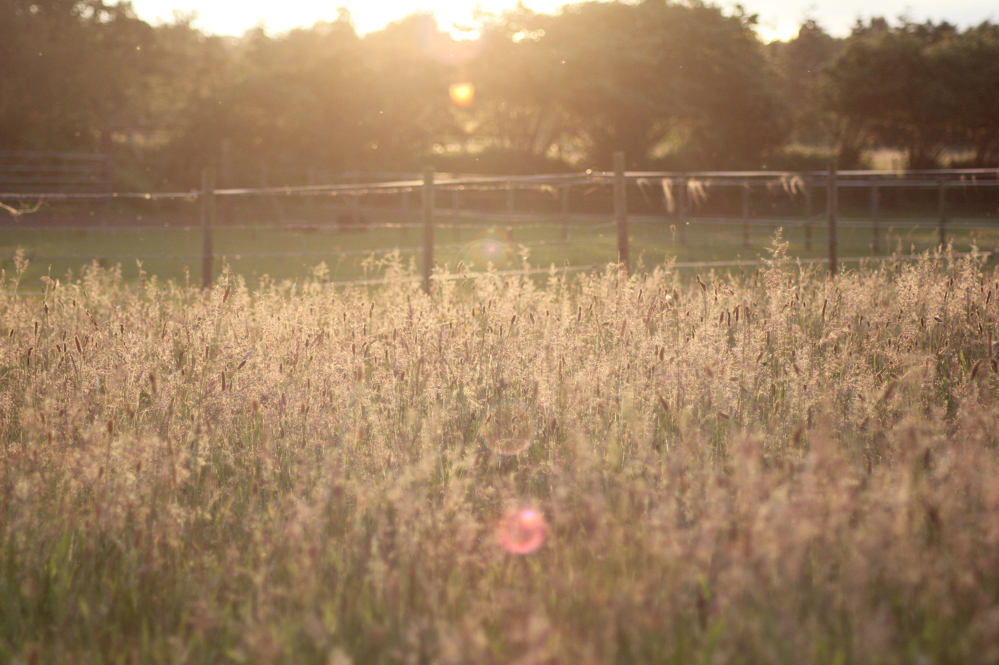 Canon EOS 550D (EOS Rebel T2i / EOS Kiss X4) sample photo. Sunny field photography