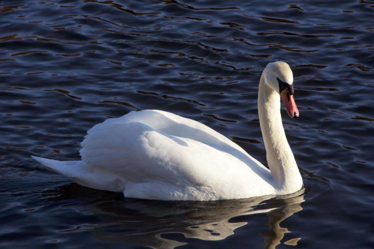 Canon EOS 550D (EOS Rebel T2i / EOS Kiss X4) + Sigma 18-200mm f/3.5-6.3 DC OS sample photo. Swan on the lake photography