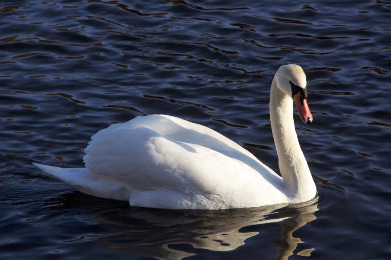 Sigma 18-200mm f/3.5-6.3 DC OS sample photo. Swan on the lake photography