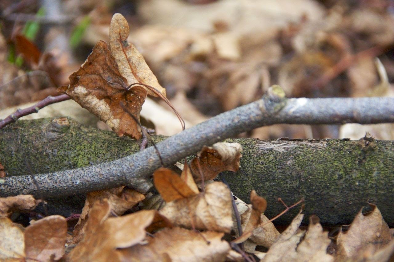 Sigma 18-200mm f/3.5-6.3 DC OS sample photo. Tree branch in the woods photography
