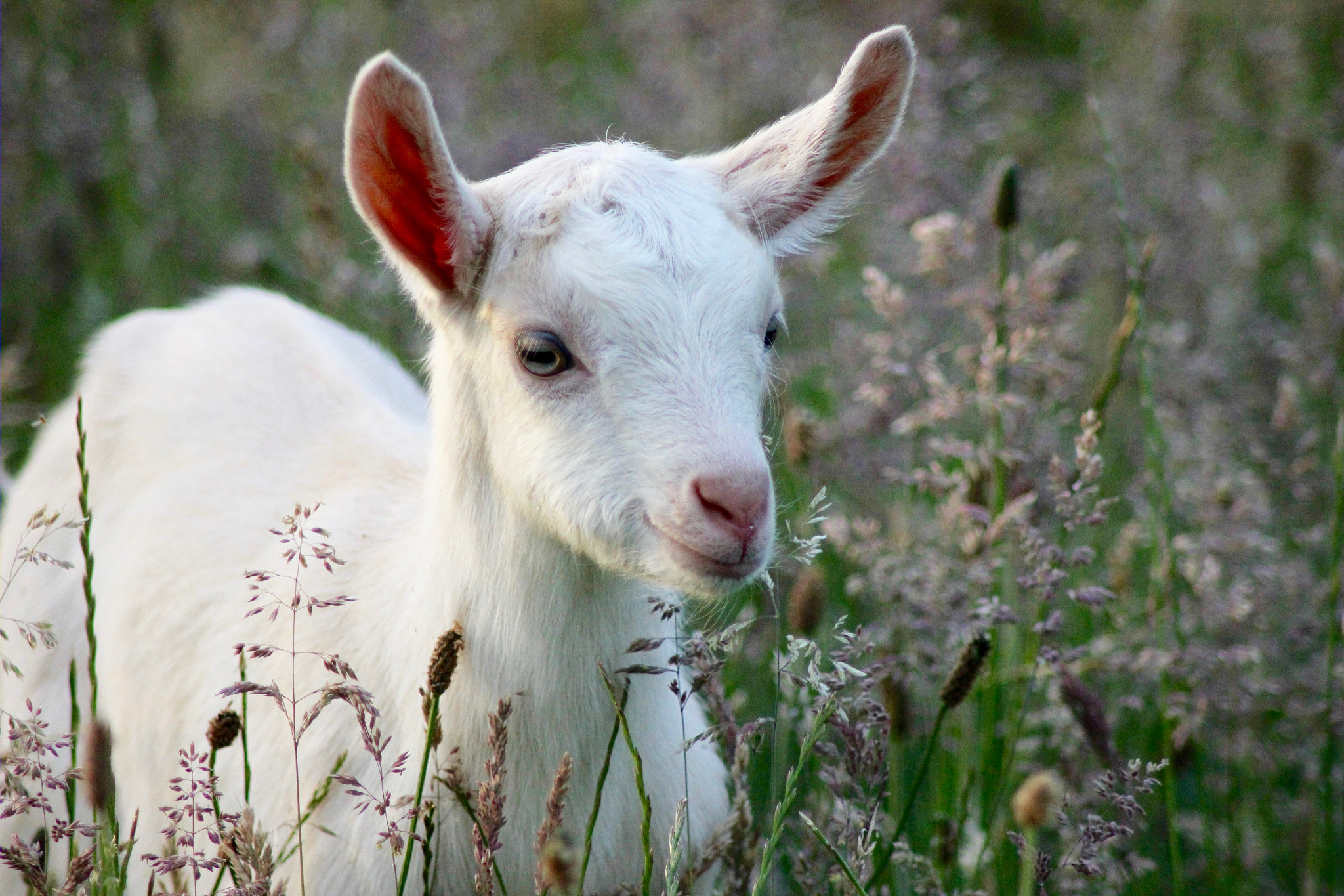 Canon EOS 550D (EOS Rebel T2i / EOS Kiss X4) sample photo. The goat kid photography