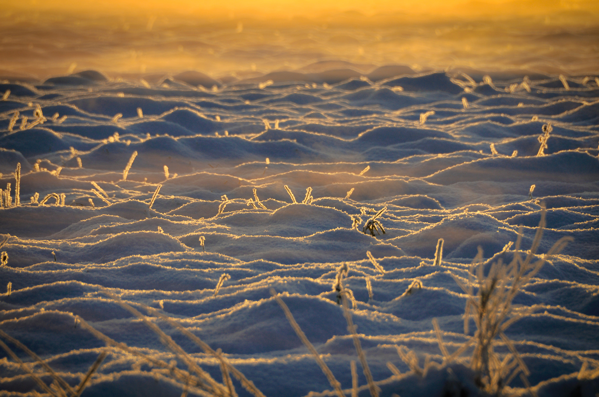 Nikon D300 sample photo. First snow. fog. sunrise. photography