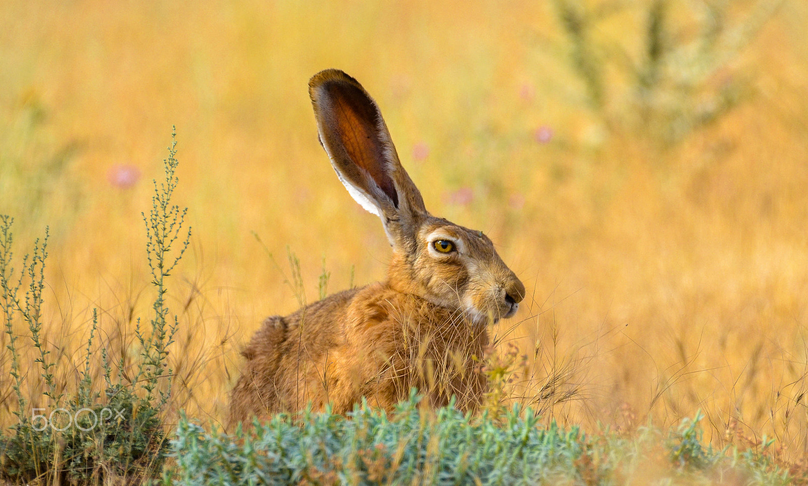 Sigma 150-600mm F5-6.3 DG OS HSM | S sample photo. Long-eared hare photography