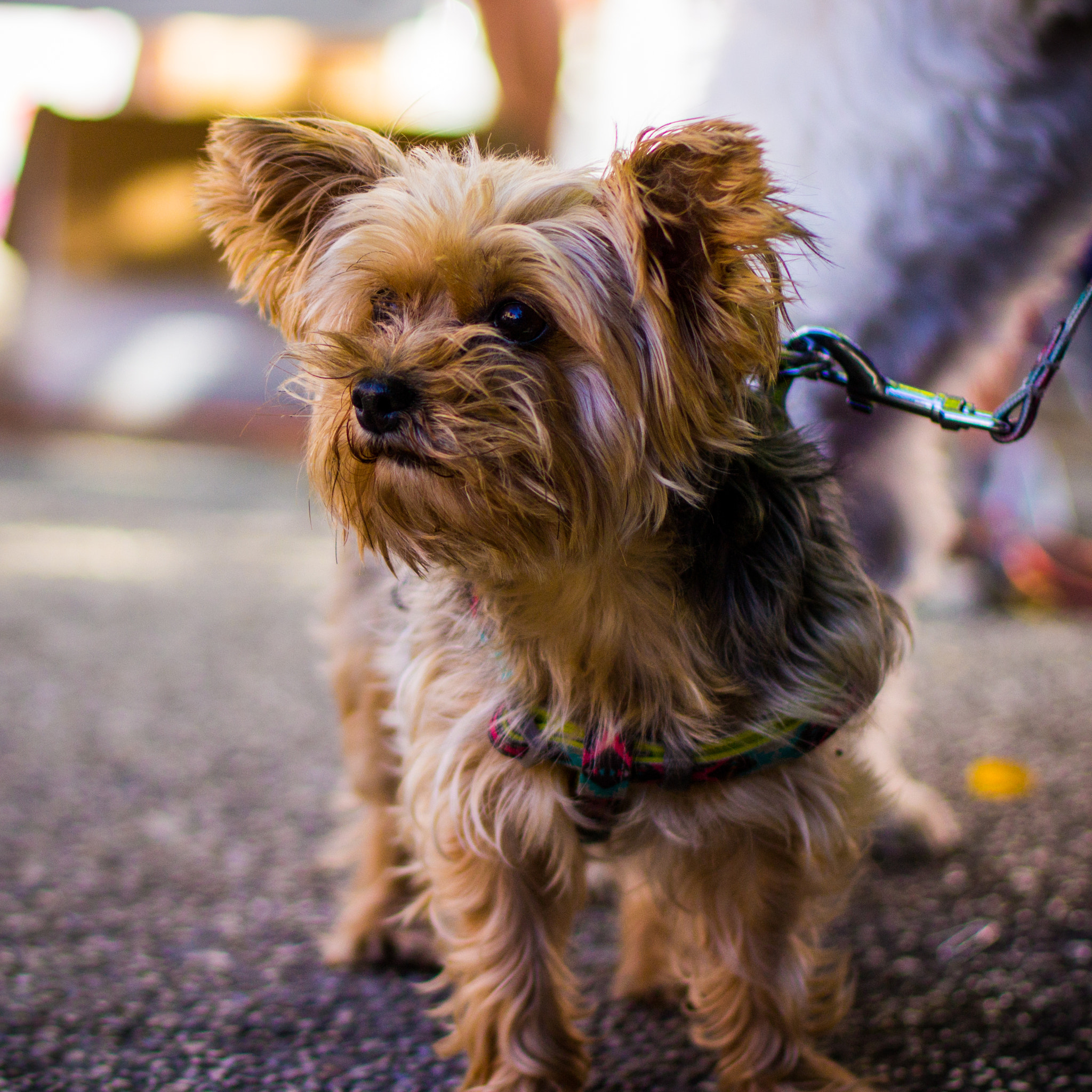 Canon EF 50mm F1.4 USM sample photo