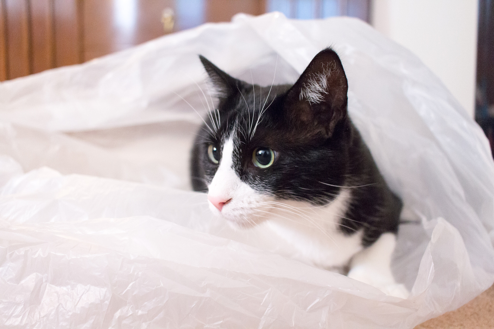 Canon EF-S 24mm F2.8 STM sample photo. Cat in a bag photography