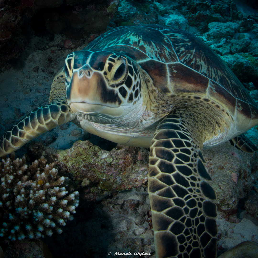 Nikon D800E + Sigma 15mm F2.8 EX DG Diagonal Fisheye sample photo. Turtle | maldives | 2014.04.09 photography