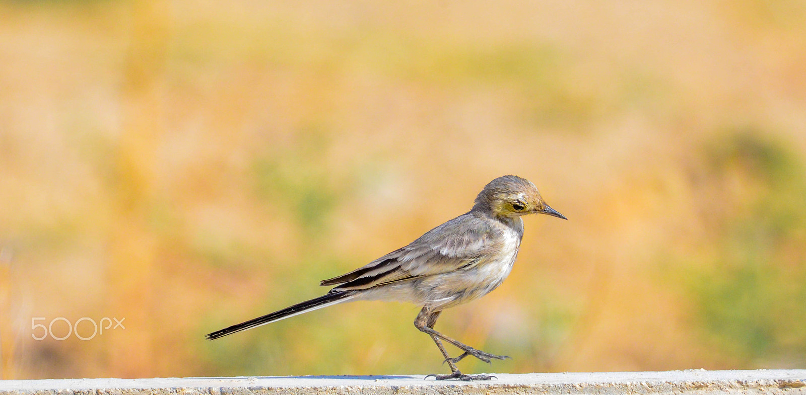 Sigma 150-600mm F5-6.3 DG OS HSM | S sample photo. Tail jonbanak photography