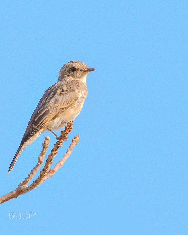 Sigma 150-600mm F5-6.3 DG OS HSM | S sample photo. Spotted flycatcher photography