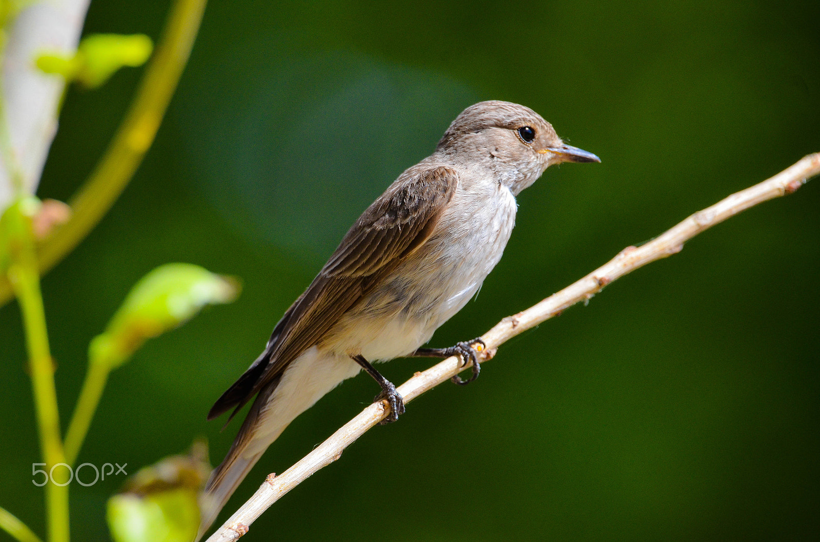 Sigma 150-600mm F5-6.3 DG OS HSM | S sample photo. Spotted flycatcher on a branch photography