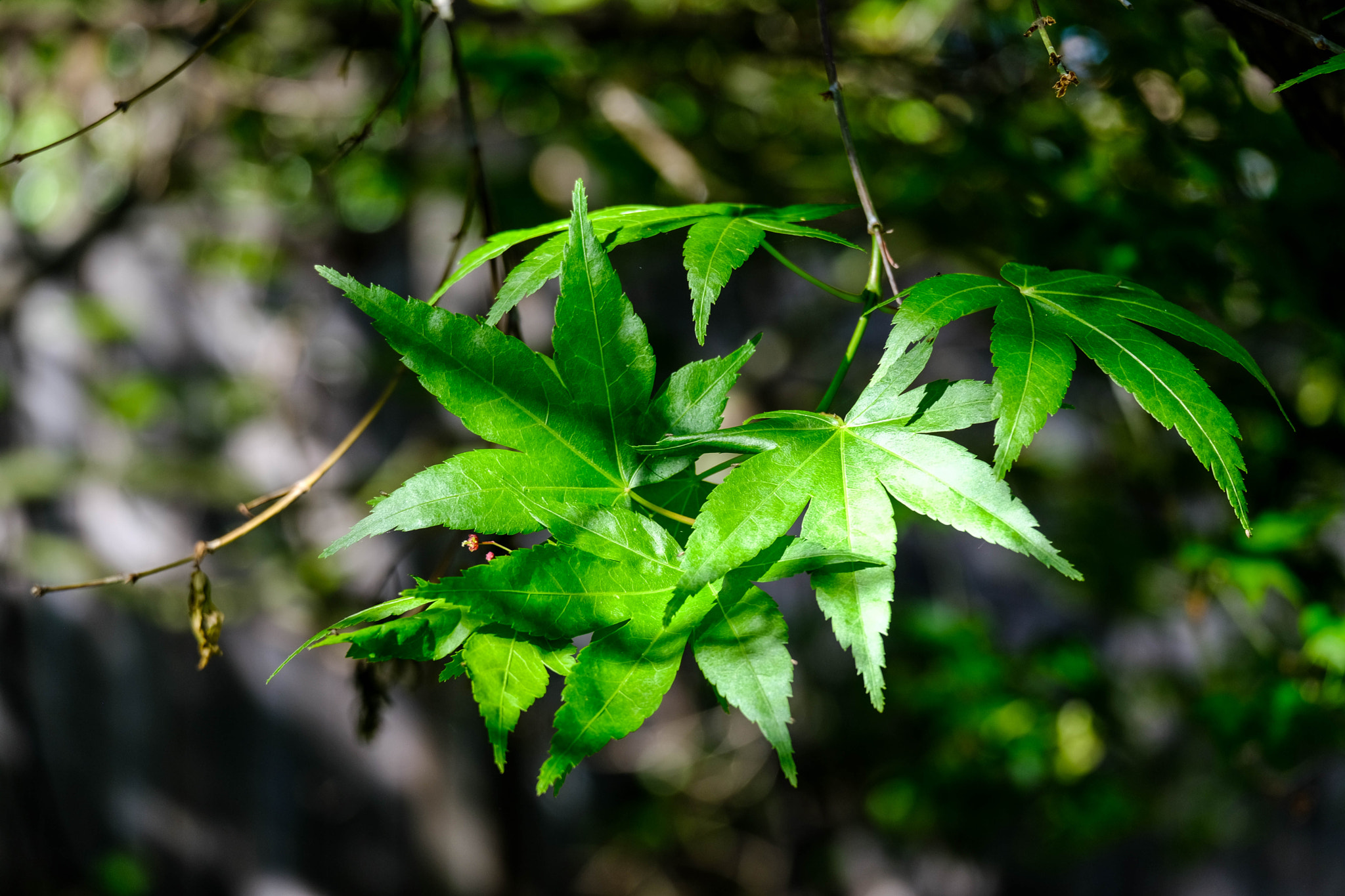 Fujifilm X-Pro2 + Fujifilm XC 50-230mm F4.5-6.7 OIS II sample photo. Japanese maple leaves in spring photography