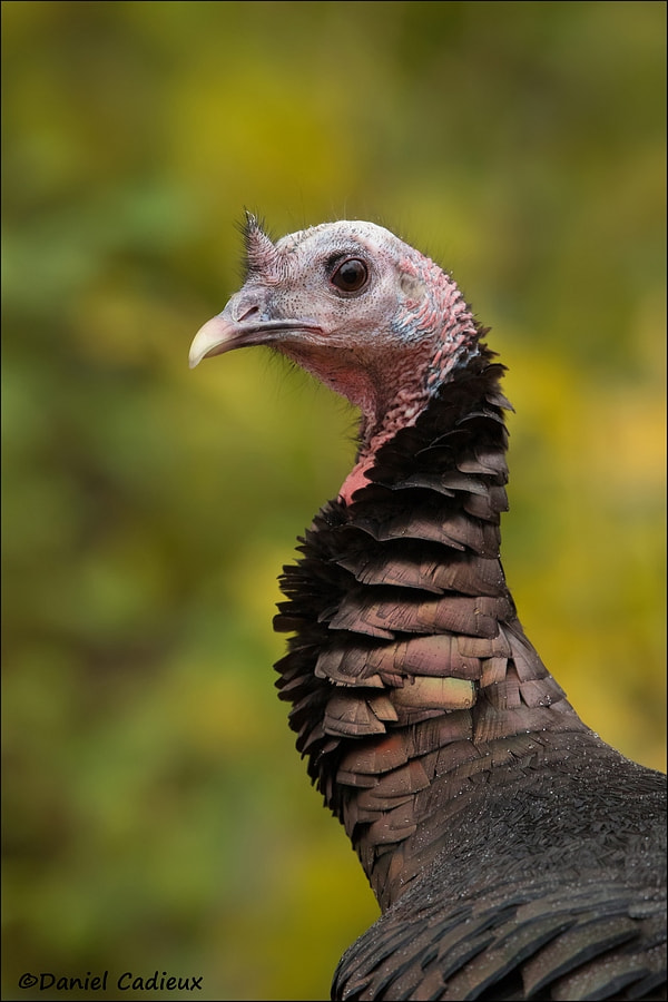 Canon EF 500mm F4L IS II USM sample photo. Wild turkey photography