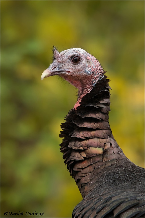 Canon EOS 7D Mark II sample photo. Wild turkey photography