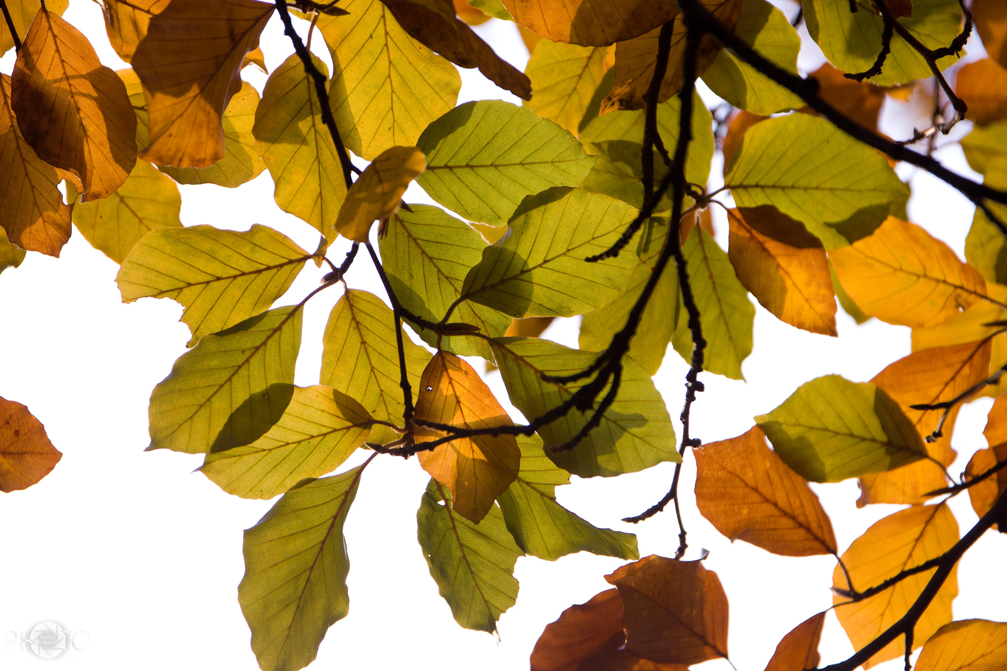 17.00 - 70.00 mm sample photo. Colors of fall photography