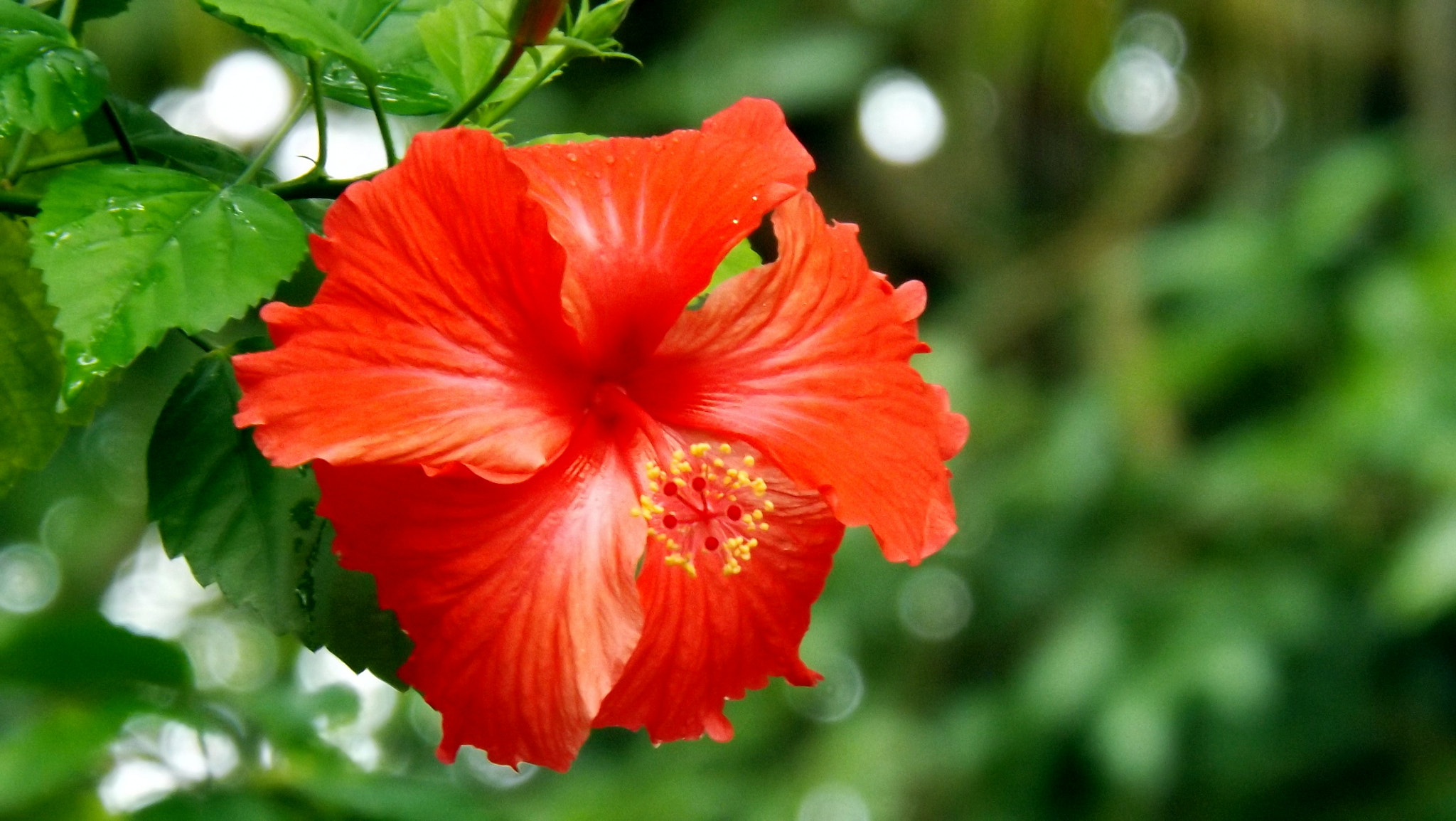 Fujifilm FinePix SL300 sample photo. Hibiscus photography