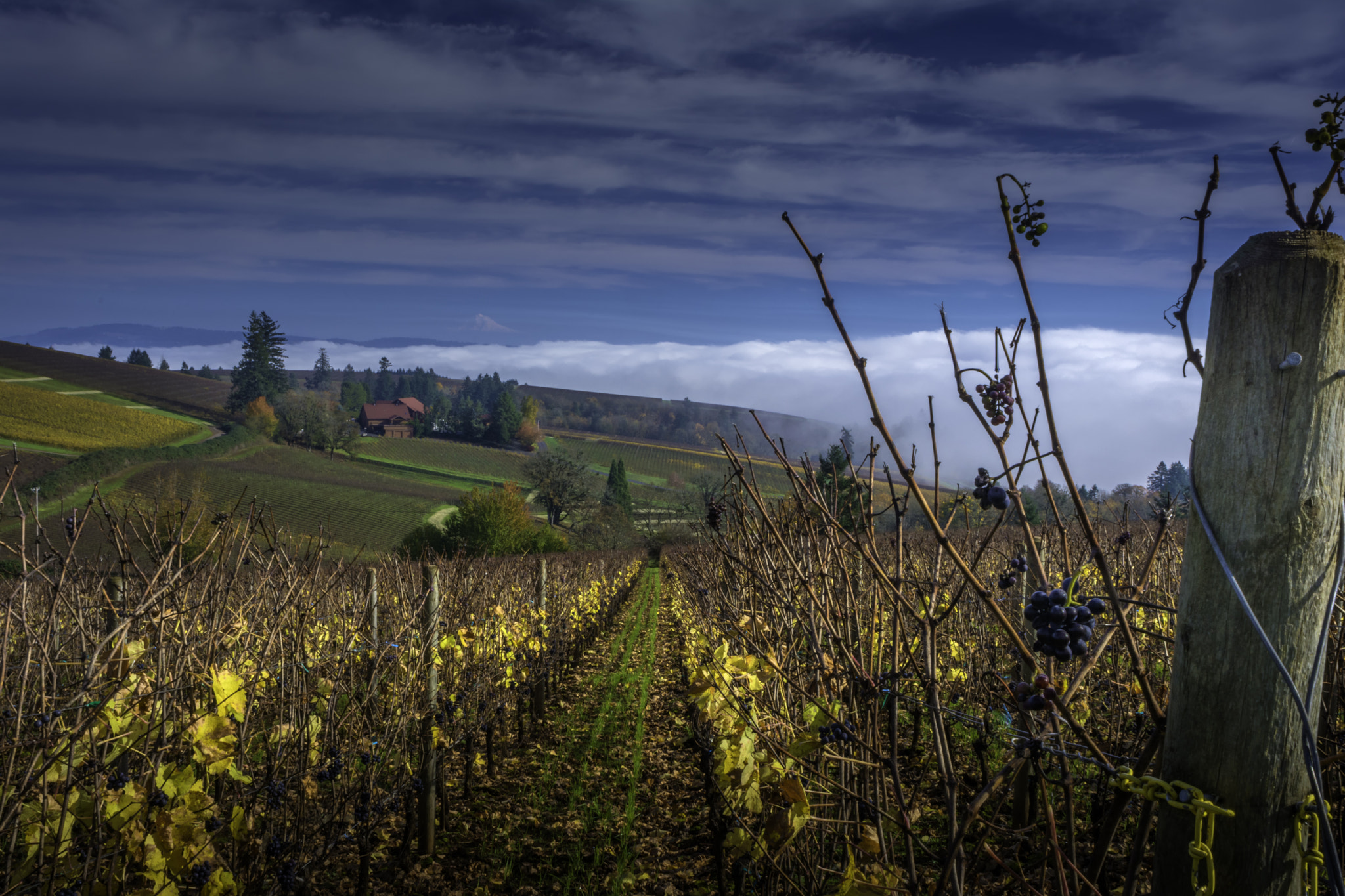 Nikon D7100 + Nikon AF Nikkor 24mm F2.8D sample photo. Willamette valley vineyards photography