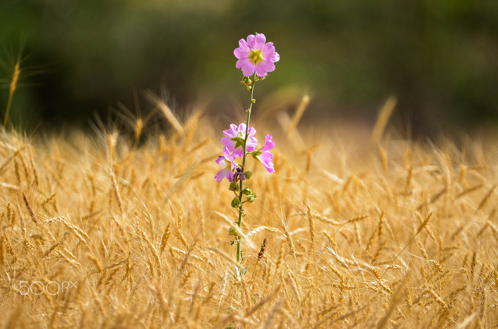 Nikon D5100 + Sigma 150-600mm F5-6.3 DG OS HSM | S sample photo. Flowers among the wheat fields photography