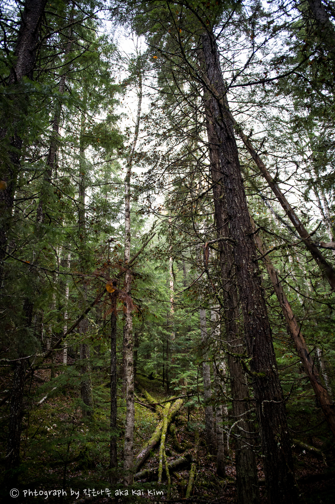 Nikon Df sample photo. Forest photography
