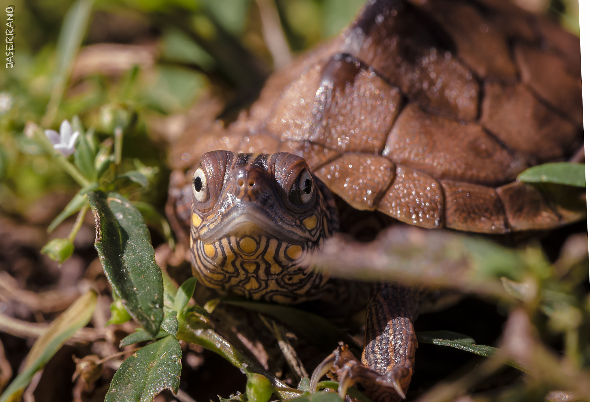 Canon EF 100mm F2.8L Macro IS USM sample photo. Tortugita photography
