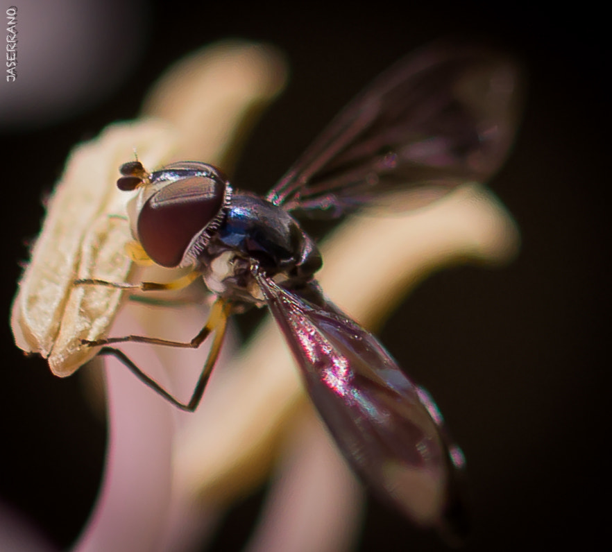 Canon EF 100mm F2.8L Macro IS USM sample photo. Bug collection november photography