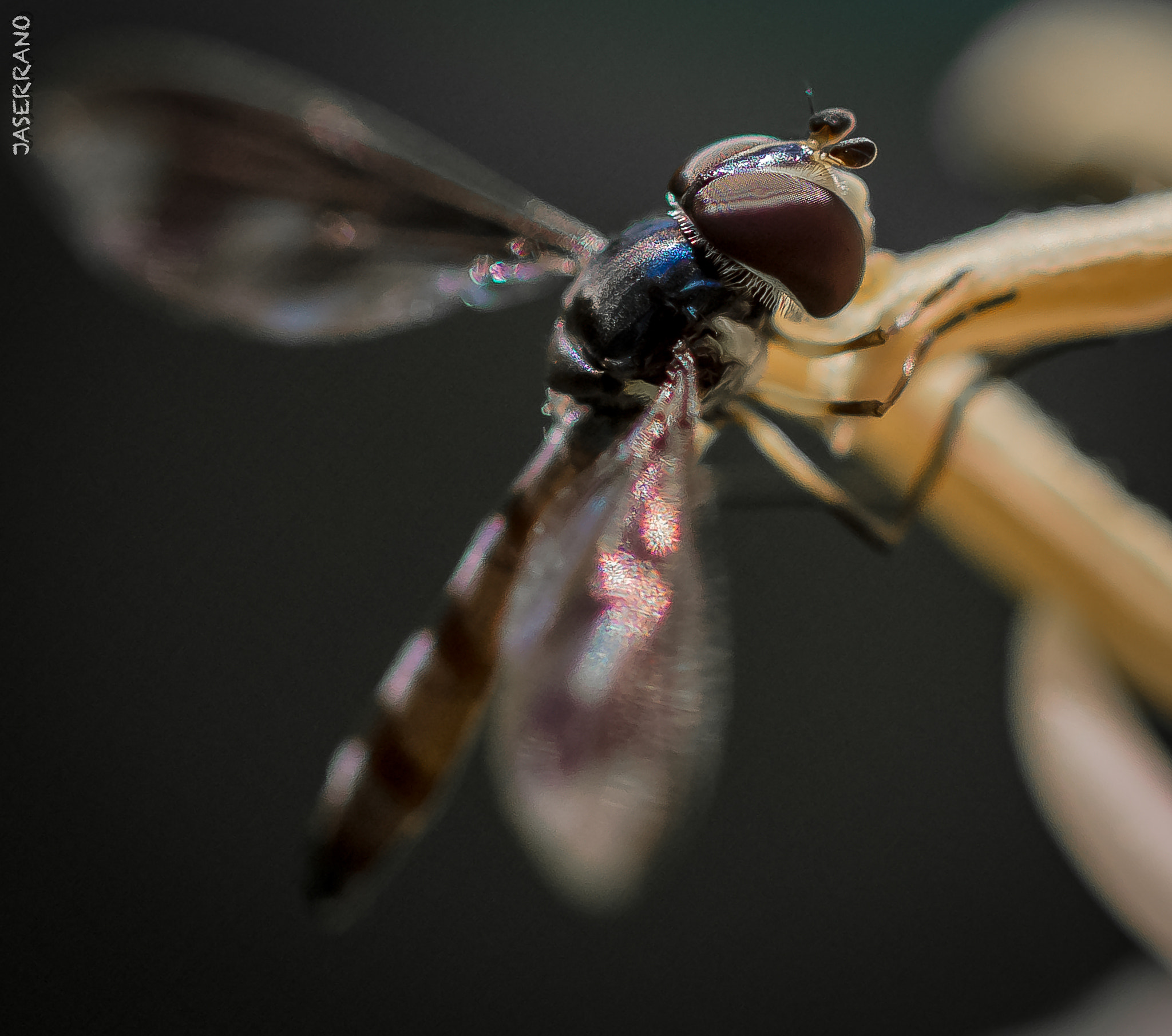Canon EF 100mm F2.8L Macro IS USM sample photo. Bug collection november photography