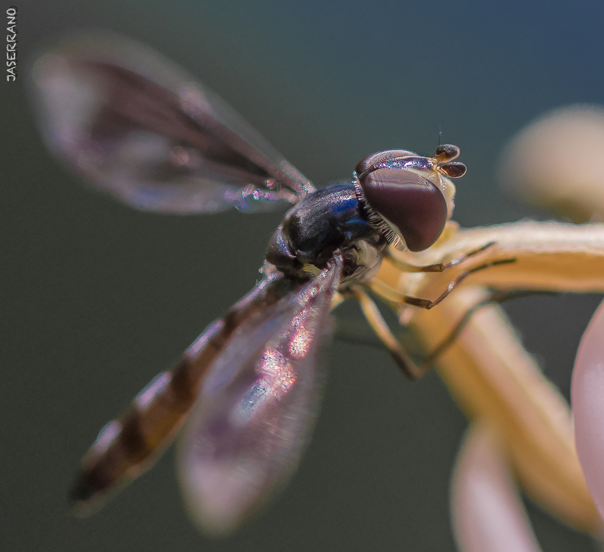 Canon EF 100mm F2.8L Macro IS USM sample photo. Bug collection november photography
