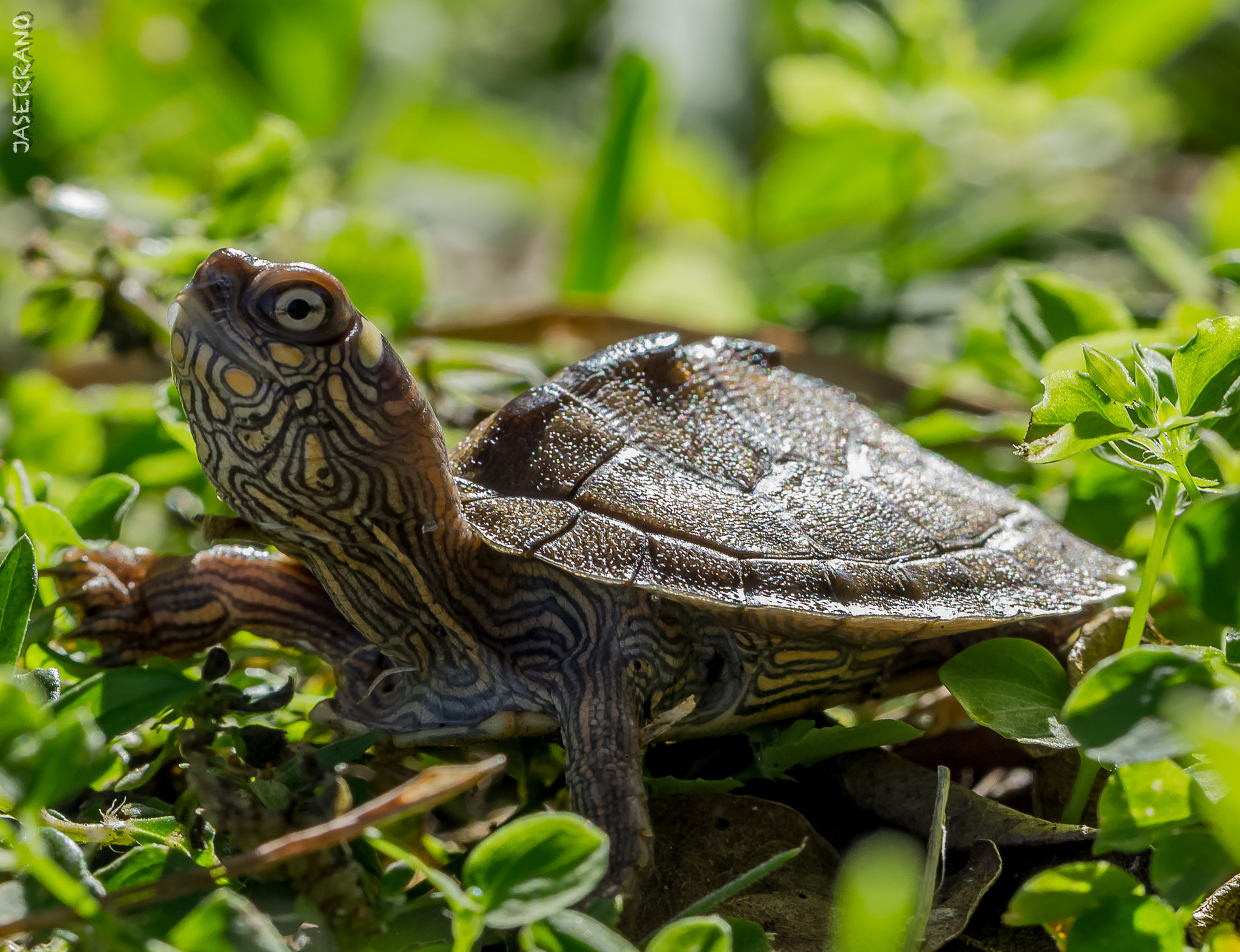 Canon EF 100mm F2.8L Macro IS USM sample photo. Tortugita photography