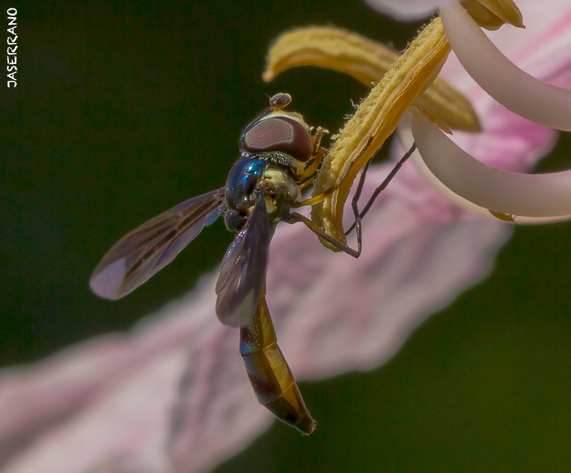 Canon EF 100mm F2.8L Macro IS USM sample photo. Bug collection november photography