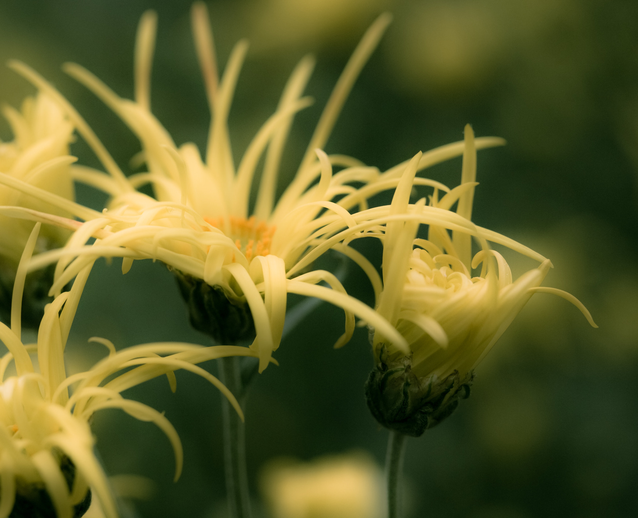Canon EF-S 60mm F2.8 Macro USM sample photo. Summer past photography