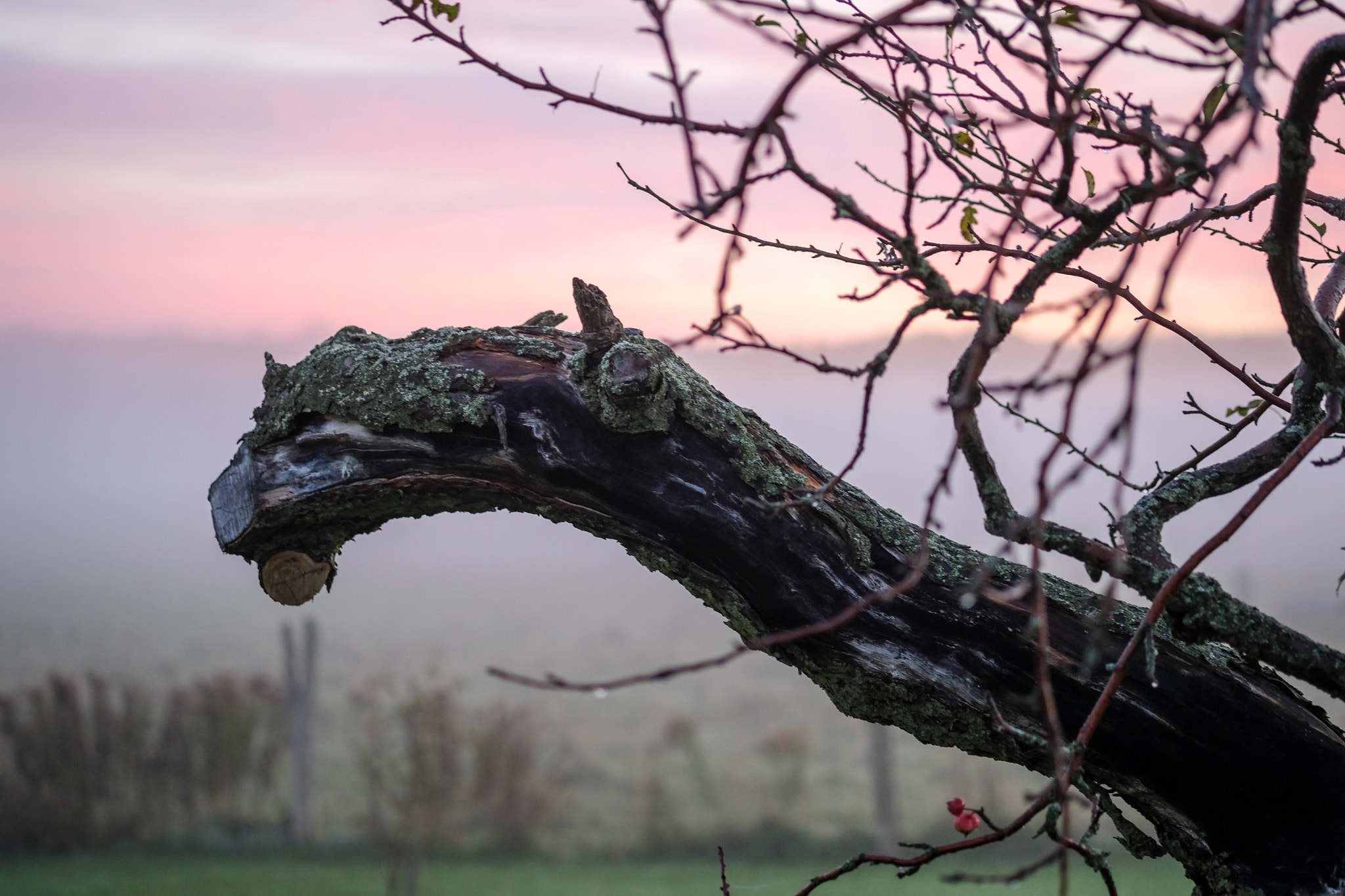Fujifilm X-T2 sample photo. Dragon tree - twisted old apple tree in morning light photography