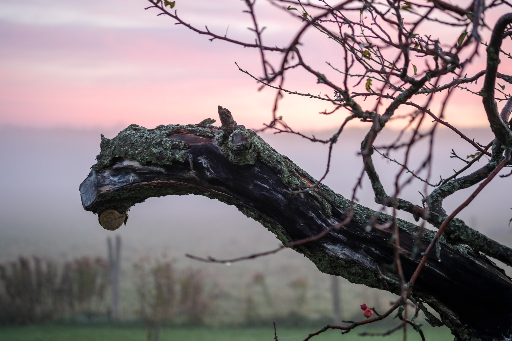 Fujifilm X-T2 + Fujifilm XF 60mm F2.4 R Macro sample photo. Dragon tree - twisted old apple tree in morning light photography