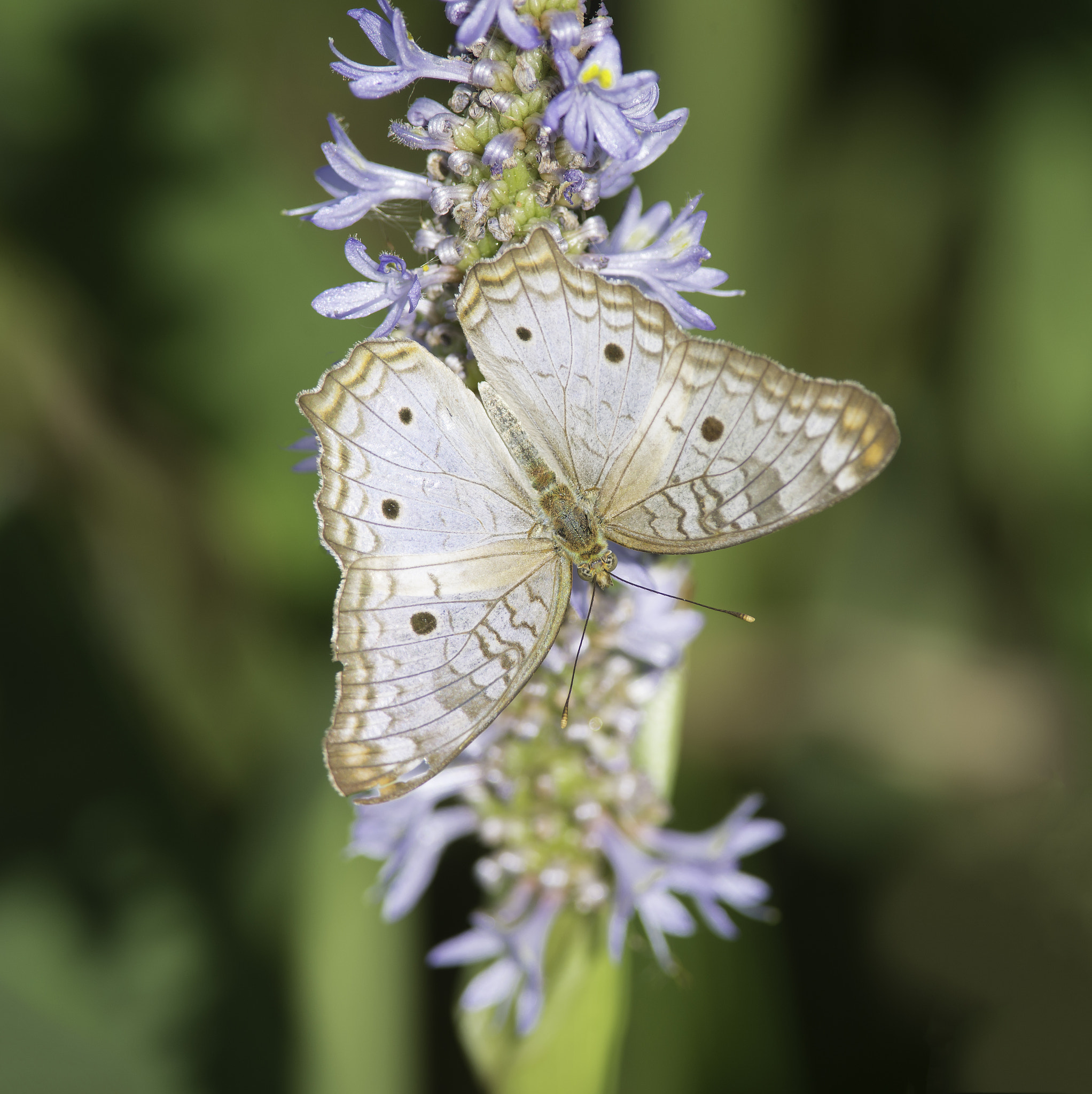 Nikon D600 + Nikon AF-S Nikkor 300mm F4D ED-IF sample photo. Anartia photography