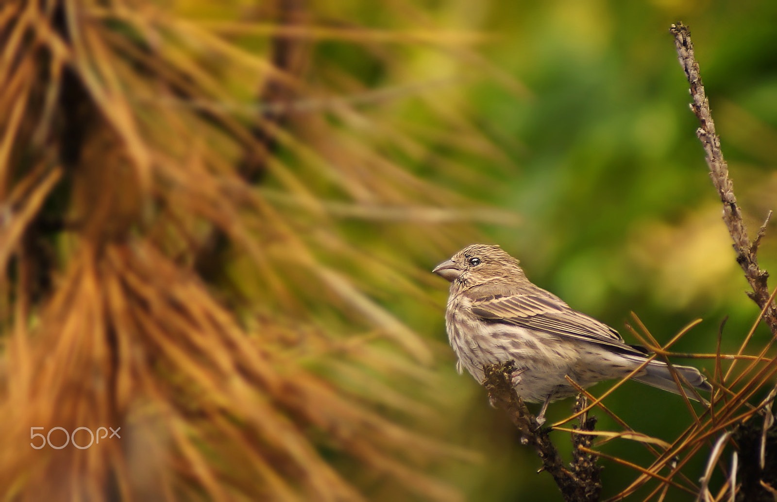 Sony 75-300mm F4.5-5.6 sample photo. House finch (female) photography