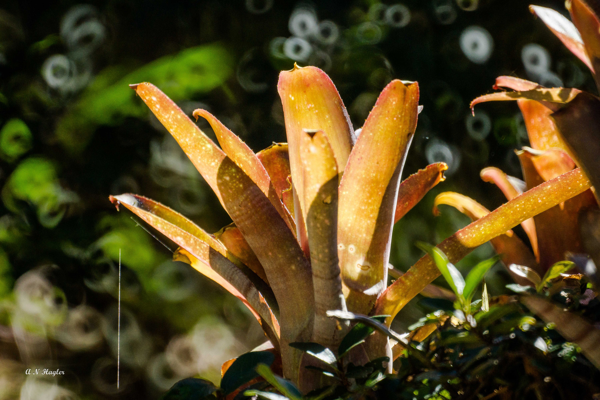 Sony SLT-A77 + Sony 500mm F8 Reflex sample photo. Bromeliad leaf rosette photography