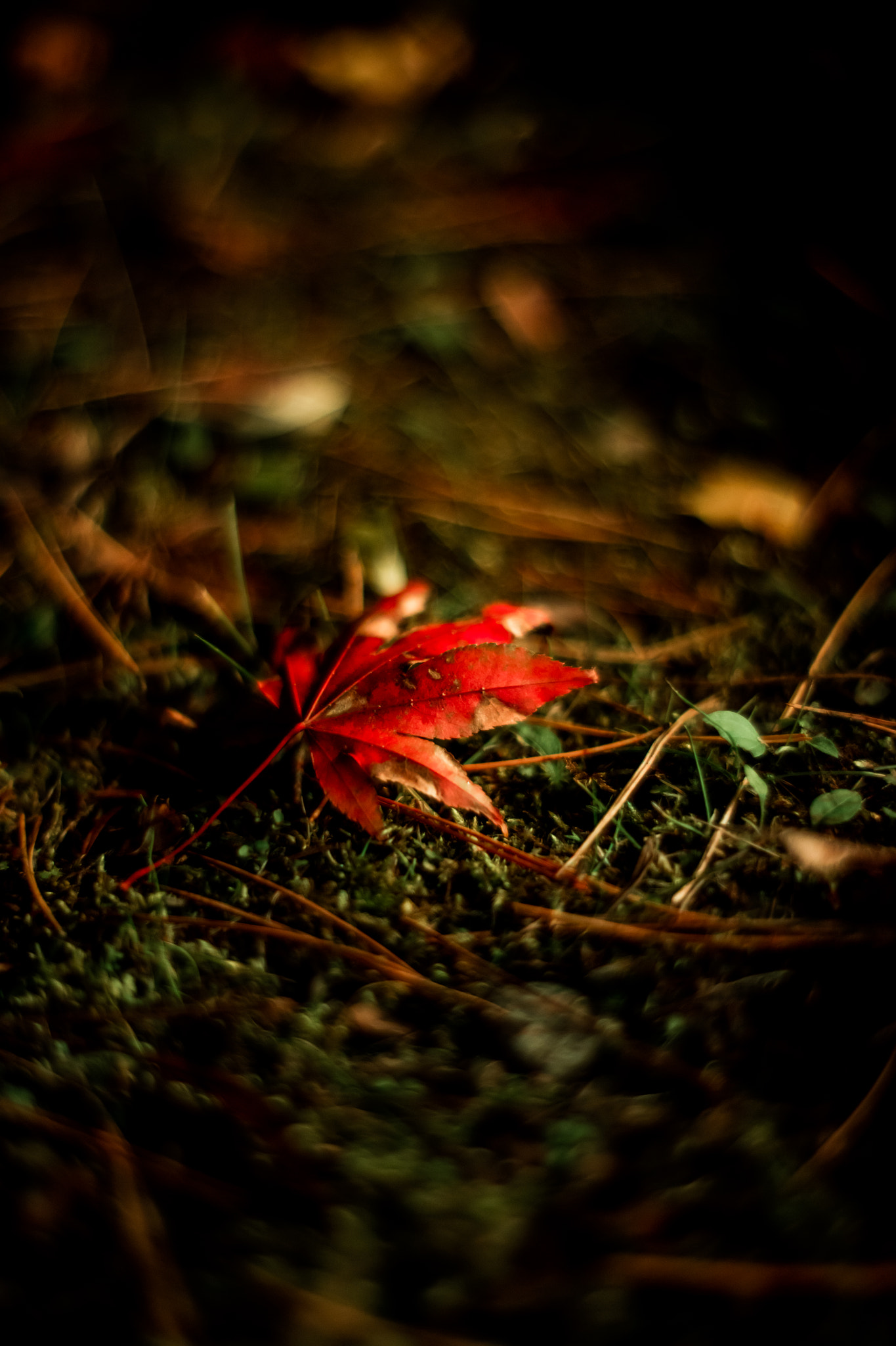 Canon EOS 5DS R + ZEISS Planar T* 50mm F1.4 sample photo. Autumn leaves1 photography