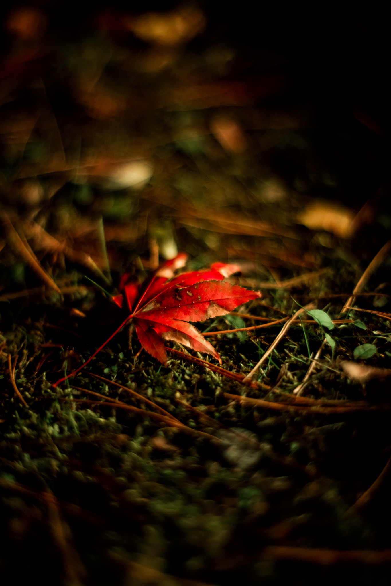 ZEISS Planar T* 50mm F1.4 sample photo. Autumn leaves1 photography