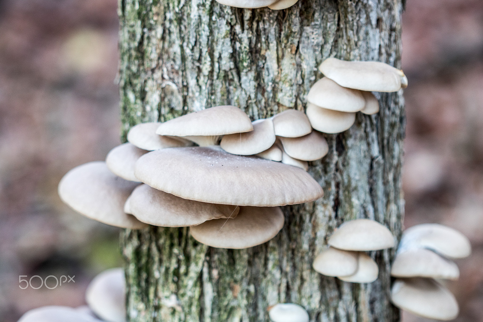 Canon EF 100mm F2.8 Macro USM sample photo. Oyster mushroom photography