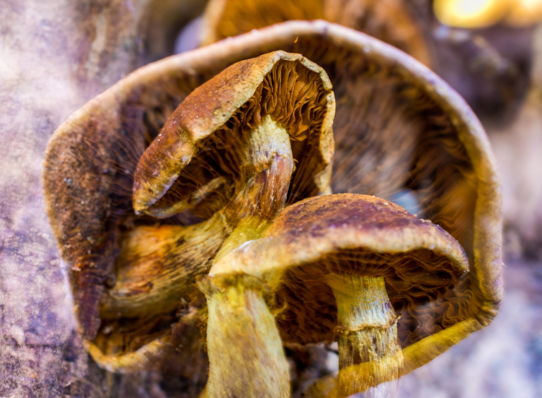 Nikon AF-S DX Micro Nikkor 40mm F2.8 sample photo. Mushroom comp photography