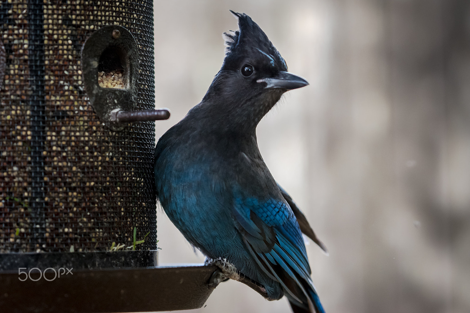 AF-S Zoom-Nikkor 80-200mm f/2.8D IF-ED sample photo. Stellers jay photography