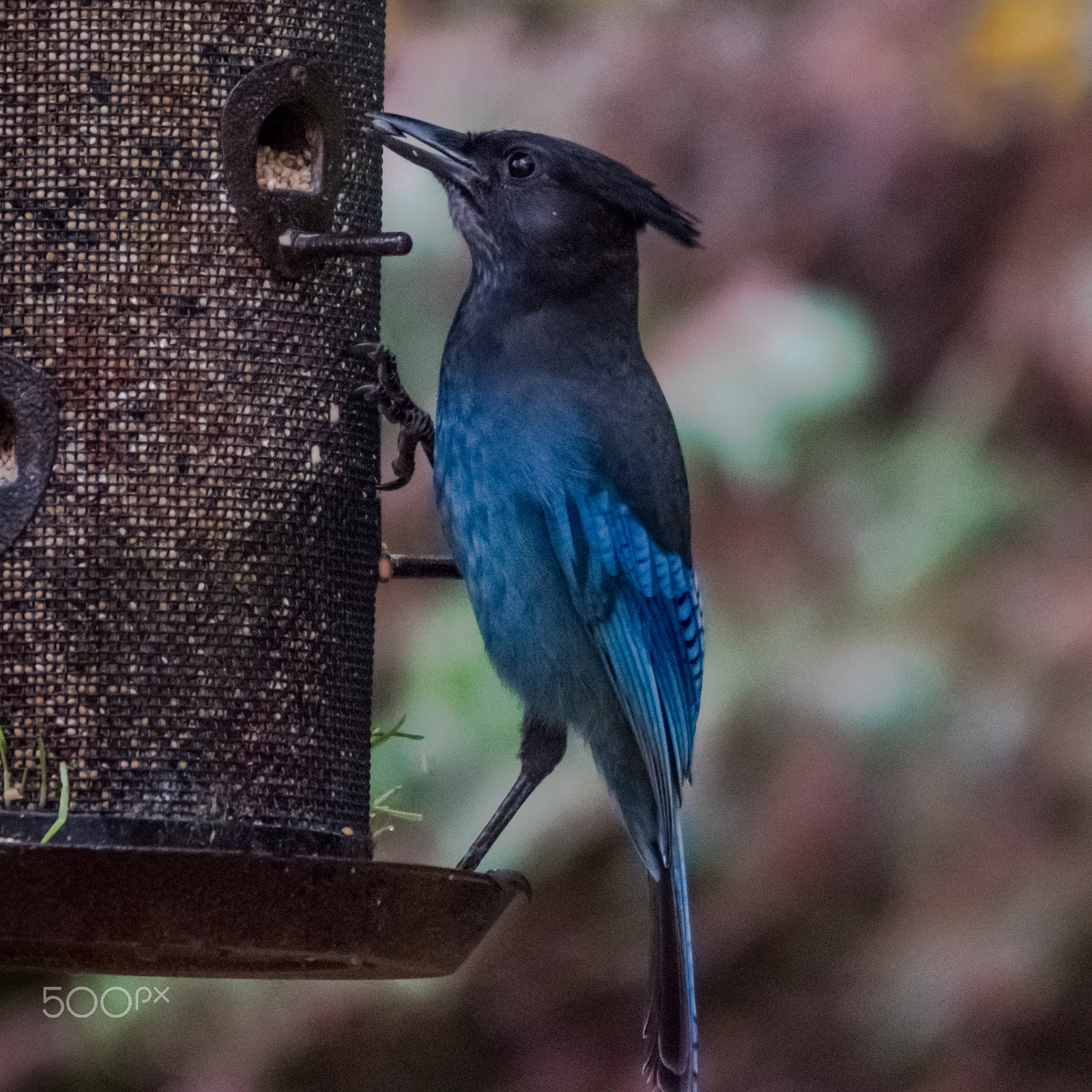 Sigma 120-400mm F4.5-5.6 DG OS HSM sample photo. Stellers jay photography