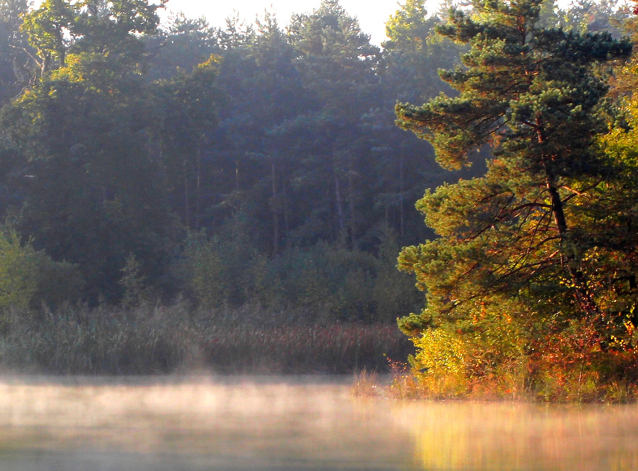 Canon EF 28-90mm f/4-5.6 sample photo. Automne  photography