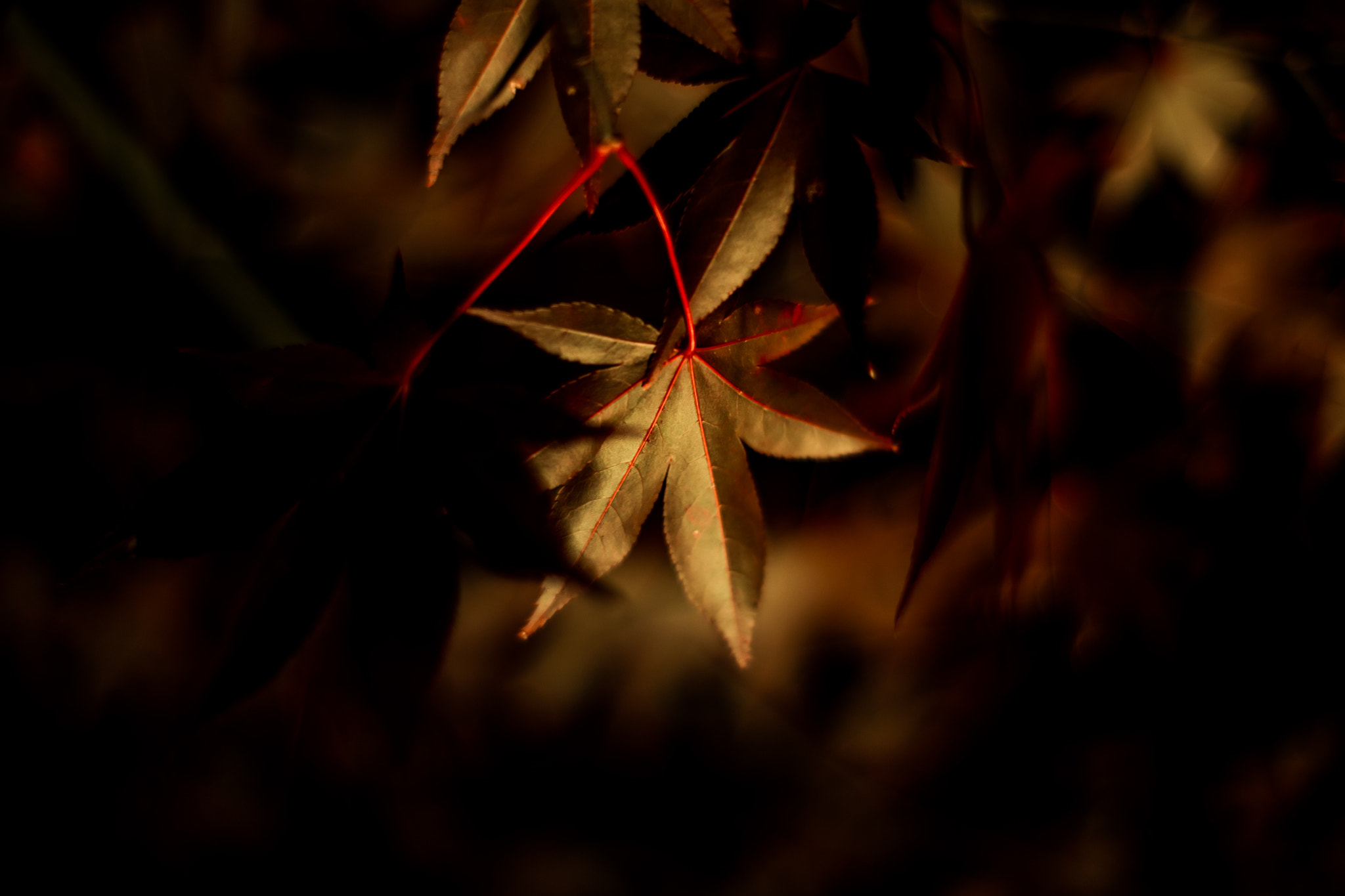 ZEISS Planar T* 50mm F1.4 sample photo. Autumn leaves2 photography