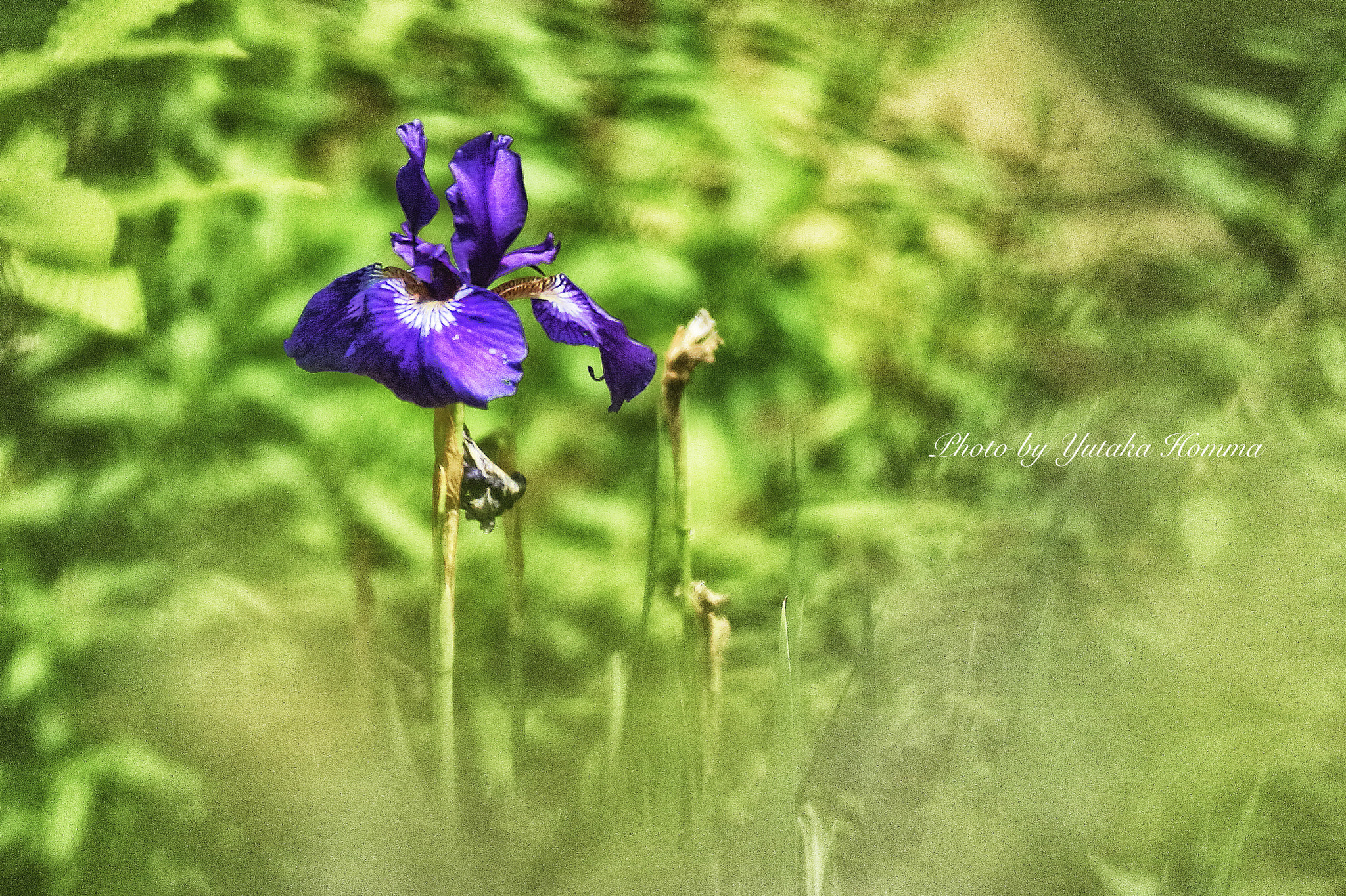 Canon EOS M3 sample photo. Iris photography