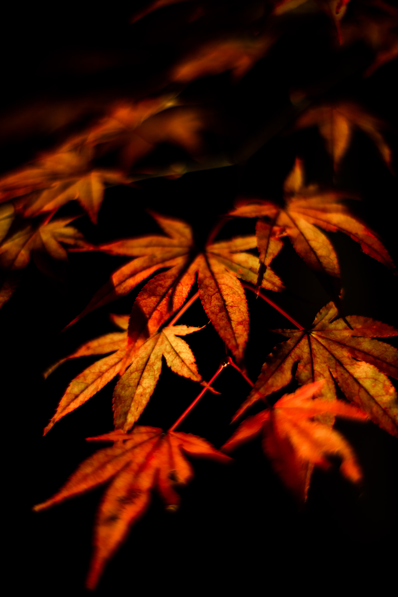 ZEISS Planar T* 50mm F1.4 sample photo. Autumn leaves3 photography