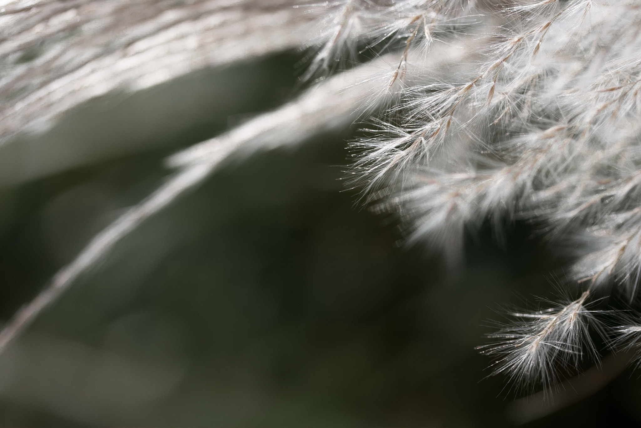 Canon EF-S 60mm F2.8 Macro USM sample photo