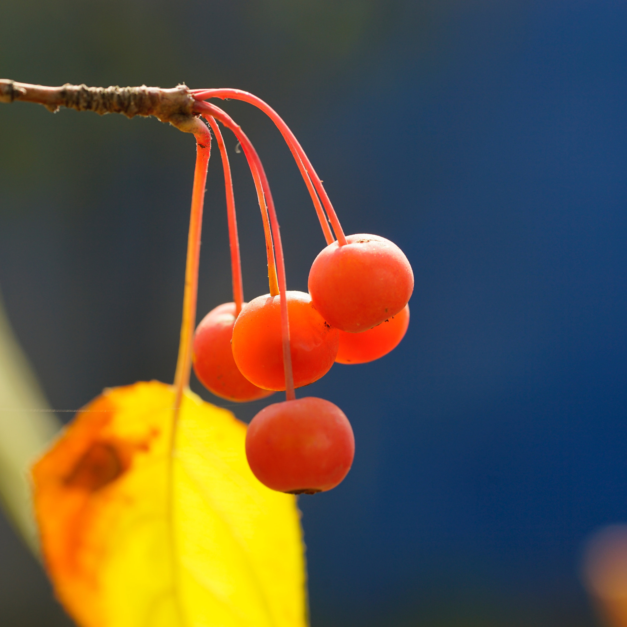 Sony a7 II + Sony FE 90mm F2.8 Macro G OSS sample photo. 一爪秋果 photography