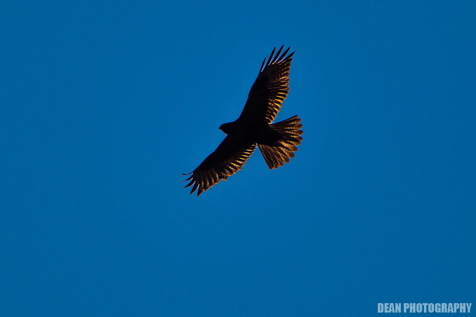 Canon EOS-1D Mark IV sample photo. Sunshine photography