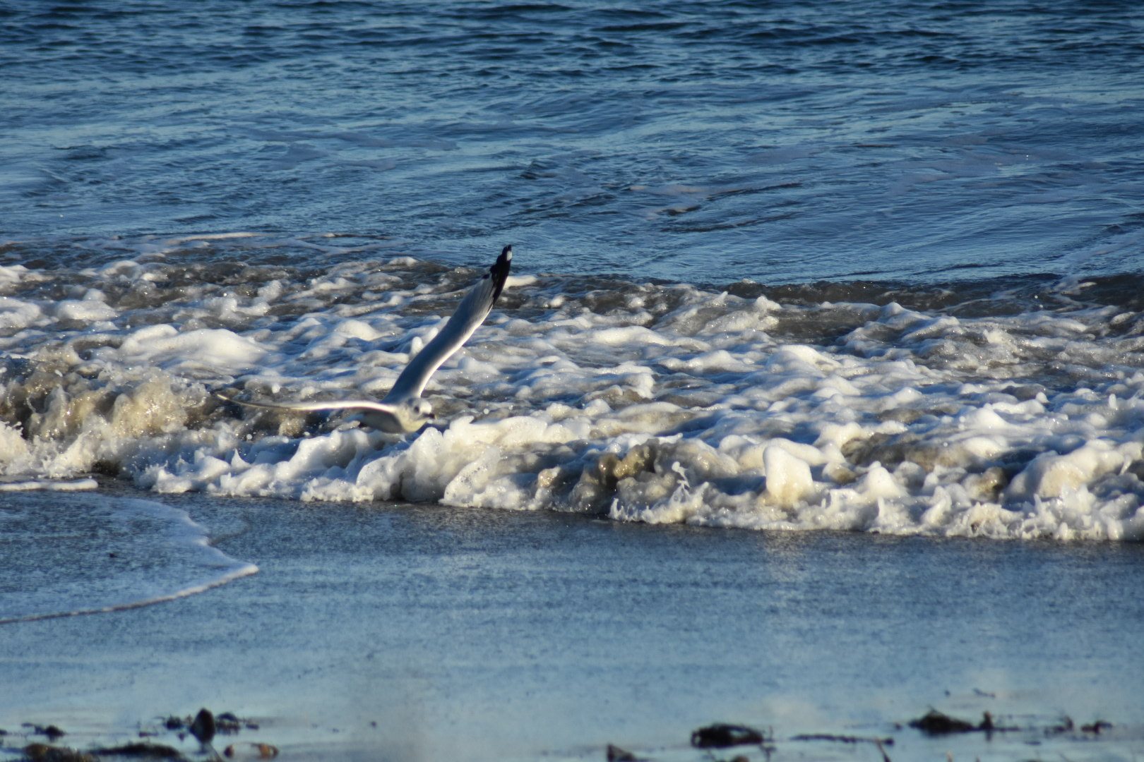 Nikon AF Nikkor 70-300mm F4-5.6G sample photo. Bird enjoying the waves..... photography